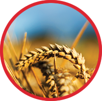 Vital Pioneering Farming